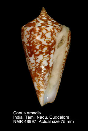 Conus amadis.jpg - Conus amadisGmelin,1791